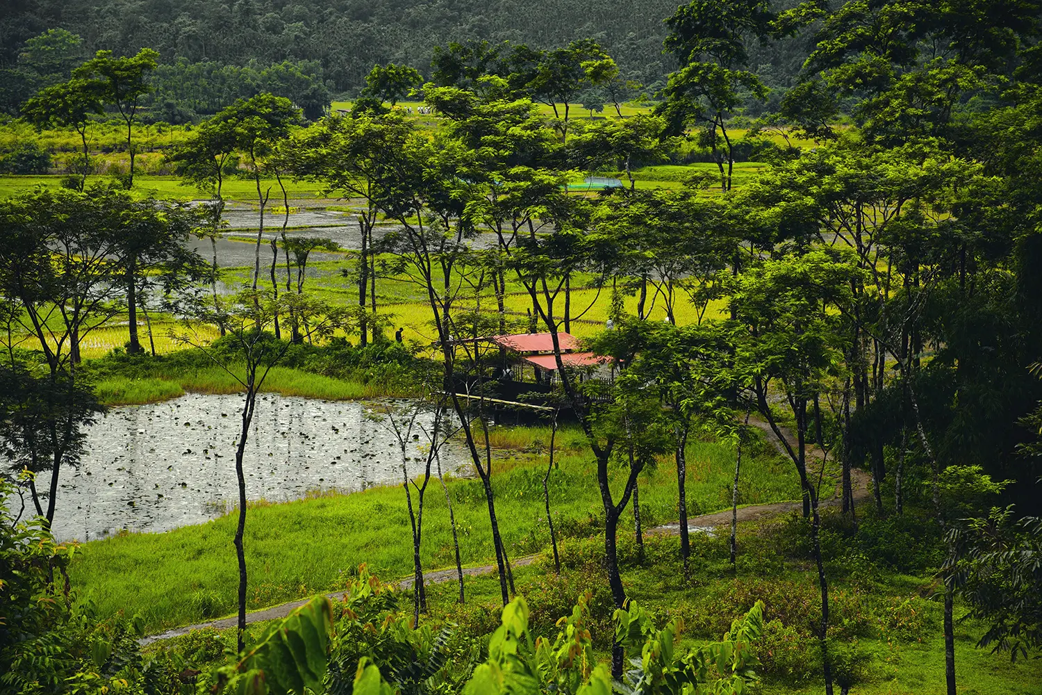 シレット(紅茶畑と丘陵地帯の絶景)